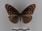 中文名:紫端斑蝶(異紋紫斑蝶)(4219-230)學名:Euploea mulciber barsine Fruhstorfer, 1904(4219-230)