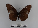 中文名:紫端斑蝶(異紋紫斑蝶)(4219-667)學名:Euploea mulciber barsine Fruhstorfer, 1904(4219-667)