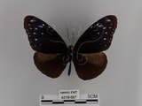 中文名:紫端斑蝶(異紋紫斑蝶)(4219-667)學名:Euploea mulciber barsine Fruhstorfer, 1904(4219-667)