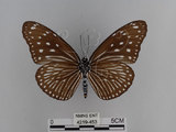 中文名:紫端斑蝶(異紋紫斑蝶)(4219-453)學名:Euploea mulciber barsine Fruhstorfer, 1904(4219-453)