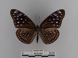 中文名:紫端斑蝶(異紋紫斑蝶)(4219-453)學名:Euploea mulciber barsine Fruhstorfer, 1904(4219-453)