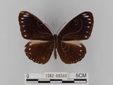 中文名:雙標紫斑蝶(1282-18569)學名:Euploea sylvester swinhoei Wallace & Moore, 1866(1282-18569)