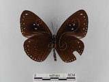 中文名:雙標紫斑蝶(1437-921)學名:Euploea sylvester swinhoei Wallace & Moore, 1866(1437-921)