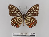 中文名:紅星斑蛺蝶(紅斑脈蛺蝶)(1282-17544)學名:Hestina assimilis formosana (Moore, 1895)(1282-17544)