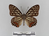 中文名:紅星斑蛺蝶(紅斑脈蛺蝶)(1282-17544)學名:Hestina assimilis formosana (Moore, 1895)(1282-17544)