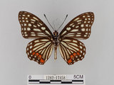 中文名:紅星斑蛺蝶(紅斑脈蛺蝶)(1282-17458)學名:Hestina assimilis formosana (Moore, 1895)(1282-17458)