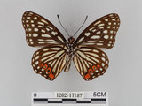 中文名:紅星斑蛺蝶(紅斑脈蛺蝶)(1282-17187)學名:Hestina assimilis formosana (Moore, 1895)(1282-17187)