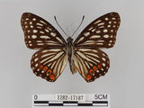 中文名:紅星斑蛺蝶(紅斑脈蛺蝶)(1282-17187)學名:Hestina assimilis formosana (Moore, 1895)(1282-17187)