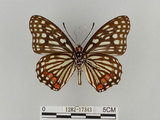 中文名:紅星斑蛺蝶(紅斑脈蛺蝶)(1282-17343)學名:Hestina assimilis formosana (Moore, 1895)(1282-17343)