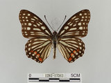 中文名:紅星斑蛺蝶(紅斑脈蛺蝶)(1282-17343)學名:Hestina assimilis formosana (Moore, 1895)(1282-17343)