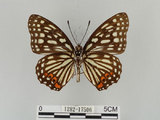 中文名:紅星斑蛺蝶(紅斑脈蛺蝶)(1282-17506)學名:Hestina assimilis formosana (Moore, 1895)(1282-17506)