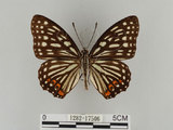 中文名:紅星斑蛺蝶(紅斑脈蛺蝶)(1282-17506)學名:Hestina assimilis formosana (Moore, 1895)(1282-17506)