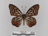 中文名:紅星斑蛺蝶(紅斑脈蛺蝶)(2909-235)學名:Hestina assimilis formosana (Moore, 1895)(2909-235)