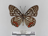 中文名:紅星斑蛺蝶(紅斑脈蛺蝶)(2909-630)學名:Hestina assimilis formosana (Moore, 1895)(2909-630)