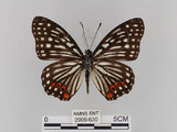 中文名:紅星斑蛺蝶(紅斑脈蛺蝶)(2909-630)學名:Hestina assimilis formosana (Moore, 1895)(2909-630)