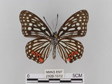 中文名:紅星斑蛺蝶(紅斑脈蛺蝶)(2909-1612)學名:Hestina assimilis formosana (Moore, 1895)(2909-1612)