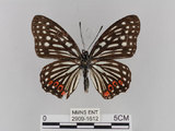 中文名:紅星斑蛺蝶(紅斑脈蛺蝶)(2909-1612)學名:Hestina assimilis formosana (Moore, 1895)(2909-1612)