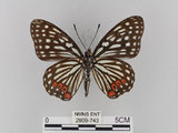 中文名:紅星斑蛺蝶(紅斑脈蛺蝶)(2909-743)學名:Hestina assimilis formosana (Moore, 1895)(2909-743)