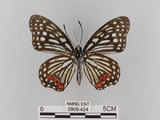 中文名:紅星斑蛺蝶(紅斑脈蛺蝶)(2909-424)學名:Hestina assimilis formosana (Moore, 1895)(2909-424)