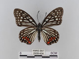 中文名:紅星斑蛺蝶(紅斑脈蛺蝶)(2909-424)學名:Hestina assimilis formosana (Moore, 1895)(2909-424)