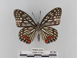 中文名:紅星斑蛺蝶(紅斑脈蛺蝶)(2909-1159)學名:Hestina assimilis formosana (Moore, 1895)(2909-1159)