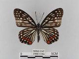 中文名:紅星斑蛺蝶(紅斑脈蛺蝶)(2909-1159)學名:Hestina assimilis formosana (Moore, 1895)(2909-1159)