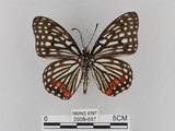 中文名:紅星斑蛺蝶(紅斑脈蛺蝶)(2909-897)學名:Hestina assimilis formosana (Moore, 1895)(2909-897)