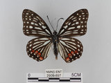 中文名:紅星斑蛺蝶(紅斑脈蛺蝶)(2909-897)學名:Hestina assimilis formosana (Moore, 1895)(2909-897)