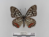 中文名:紅星斑蛺蝶(紅斑脈蛺蝶)(2909-1174)學名:Hestina assimilis formosana (Moore, 1895)(2909-1174)