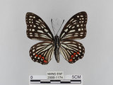 中文名:紅星斑蛺蝶(紅斑脈蛺蝶)(2909-1174)學名:Hestina assimilis formosana (Moore, 1895)(2909-1174)