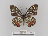 中文名:紅星斑蛺蝶(紅斑脈蛺蝶)(2909-960)學名:Hestina assimilis formosana (Moore, 1895)(2909-960)