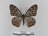 中文名:紅星斑蛺蝶(紅斑脈蛺蝶)(2909-960)學名:Hestina assimilis formosana (Moore, 1895)(2909-960)