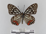 中文名:紅星斑蛺蝶(紅斑脈蛺蝶)(2909-804)學名:Hestina assimilis formosana (Moore, 1895)(2909-804)