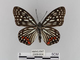 中文名:紅星斑蛺蝶(紅斑脈蛺蝶)(2909-804)學名:Hestina assimilis formosana (Moore, 1895)(2909-804)