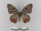 中文名:紅星斑蛺蝶(紅斑脈蛺蝶)(2909-604)學名:Hestina assimilis formosana (Moore, 1895)(2909-604)