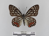 中文名:紅星斑蛺蝶(紅斑脈蛺蝶)(2909-604)學名:Hestina assimilis formosana (Moore, 1895)(2909-604)