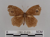 中文名:切翅單環蝶(1282-21459)學名:Mycalesis zonata Matsumura, 1909(1282-21459)