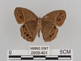 中文名:切翅單環蝶(2909-401)學名:Mycalesis zonata Matsumura, 1909(2909-401)