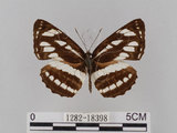 中文名:琉球三線蝶(豆環蛺蝶)(1282-18398)學名:Neptis hylas lulculenta Fruhstorfer, 1907(1282-18398)