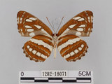 中文名:琉球三線蝶(豆環蛺蝶)(1282-18071)學名:Neptis hylas lulculenta Fruhstorfer, 1907(1282-18071)