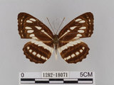 中文名:琉球三線蝶(豆環蛺蝶)(1282-18071)學名:Neptis hylas lulculenta Fruhstorfer, 1907(1282-18071)