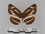 中文名:琉球三線蝶(豆環蛺蝶)(1282-18393)學名:Neptis hylas lulculenta Fruhstorfer, 1907(1282-18393)