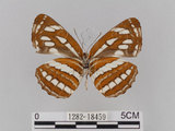 中文名:琉球三線蝶(豆環蛺蝶)(1282-18459)學名:Neptis hylas lulculenta Fruhstorfer, 1907(1282-18459)