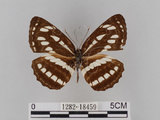 中文名:琉球三線蝶(豆環蛺蝶)(1282-18459)學名:Neptis hylas lulculenta Fruhstorfer, 1907(1282-18459)