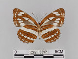 中文名:琉球三線蝶(豆環蛺蝶)(1282-18392)學名:Neptis hylas lulculenta Fruhstorfer, 1907(1282-18392)