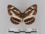 中文名:琉球三線蝶(豆環蛺蝶)(1282-18392)學名:Neptis hylas lulculenta Fruhstorfer, 1907(1282-18392)