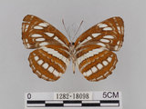 中文名:琉球三線蝶(豆環蛺蝶)(1282-18098)學名:Neptis hylas lulculenta Fruhstorfer, 1907(1282-18098)