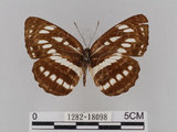 中文名:琉球三線蝶(豆環蛺蝶)(1282-18098)學名:Neptis hylas lulculenta Fruhstorfer, 1907(1282-18098)