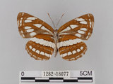 中文名:琉球三線蝶(豆環蛺蝶)(1282-18077)學名:Neptis hylas lulculenta Fruhstorfer, 1907(1282-18077)