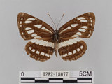 中文名:琉球三線蝶(豆環蛺蝶)(1282-18077)學名:Neptis hylas lulculenta Fruhstorfer, 1907(1282-18077)